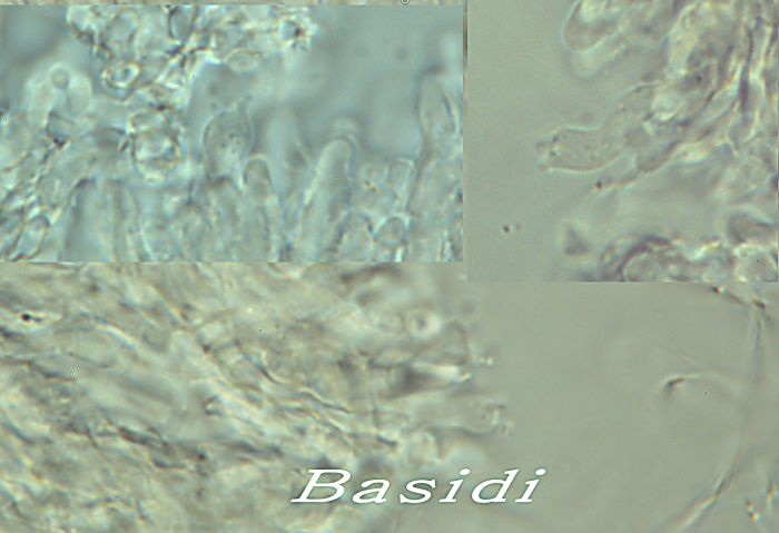 Crosta chiara su faggio - foto 4927 (Mycoacia aurea)